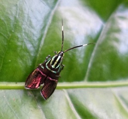 DSC04454a